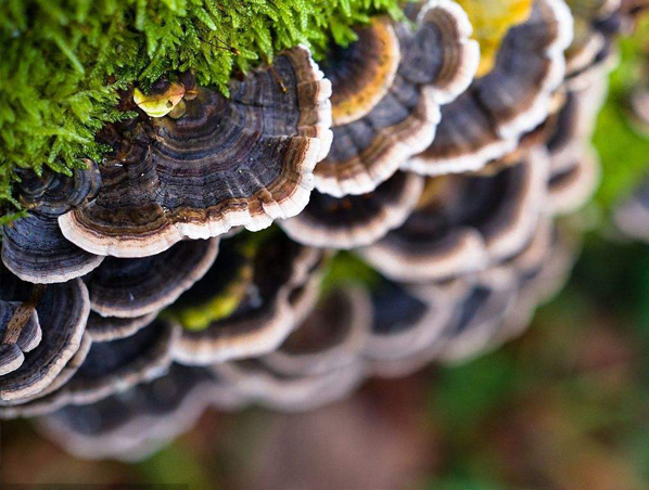 Extracto de hongo Coriolus de hongo medicinal