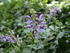 Extracto de raíz de salvia