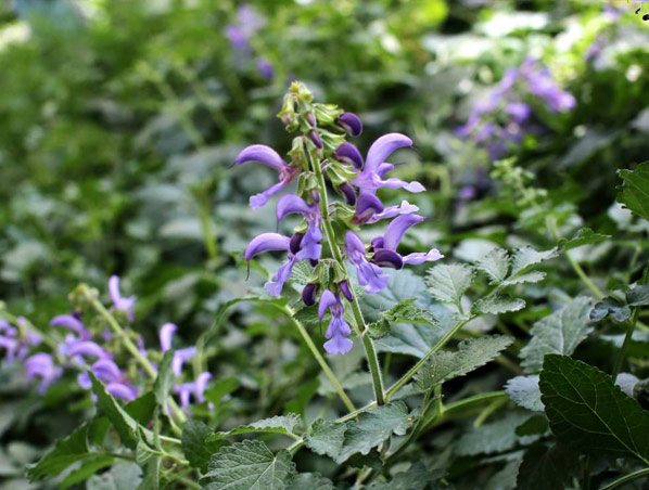 Extracto de raíz de salvia