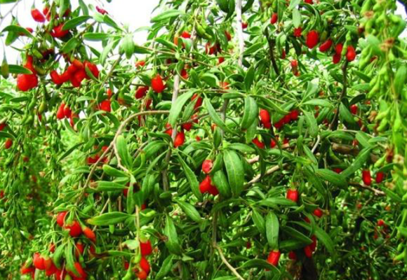 Baya de Goji