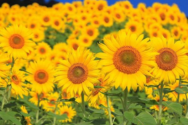 Girasol