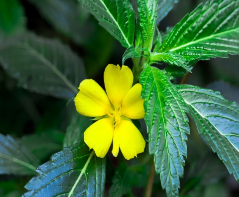 Damiana: una exploración de los beneficios modernos de las hierbas tradicionales para la salud