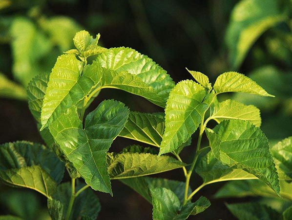 Extracto de hoja de morera