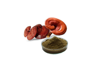 Extracto de Reishi orgánico / Extracto de Reishi