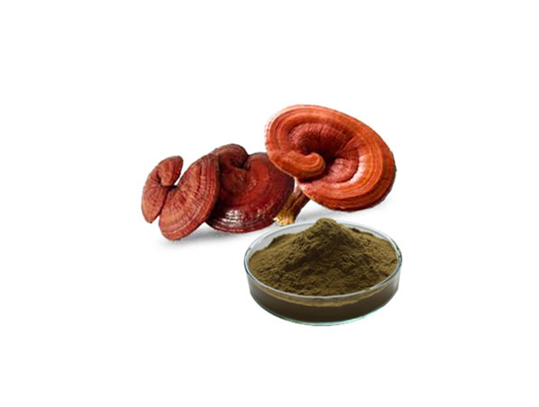 Extracto de Reishi orgánico / Extracto de Reishi