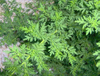 Extracto de Artemisia Annua 