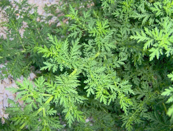 Extracto de Artemisia Annua 
