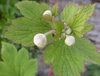 Extracto de Malva Verticillata