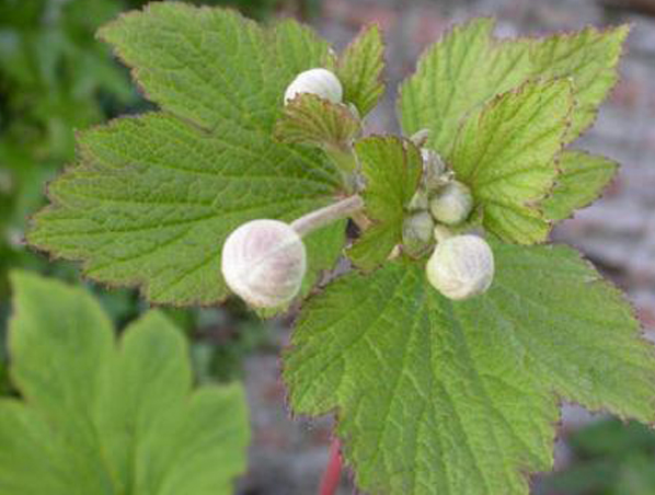 Extracto de Malva Verticillata