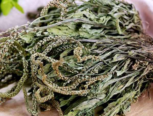Extracto de hierba de plantago
