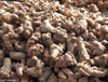 Extracto de raíz de Panax Notoginseng