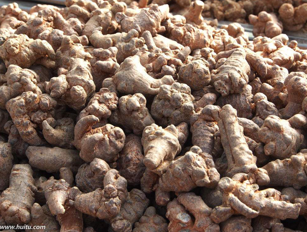 Extracto de raíz de Panax Notoginseng