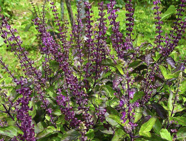 Extracto de Ocimum Sanctum
