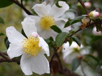 Extracto de semilla de camelia