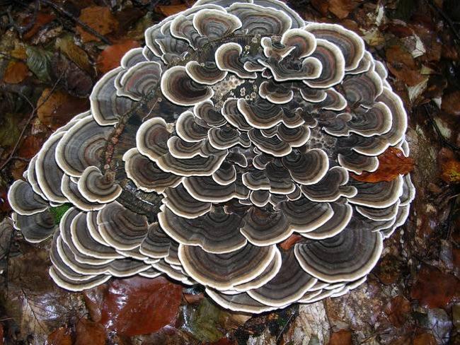 Extracto de hongo Coriolus