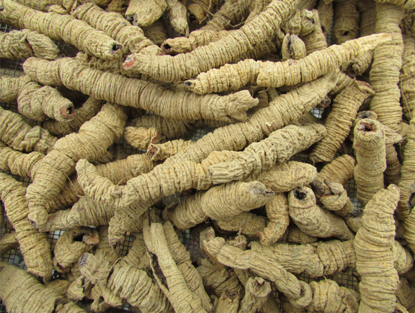 Extracto de raíz de morinda