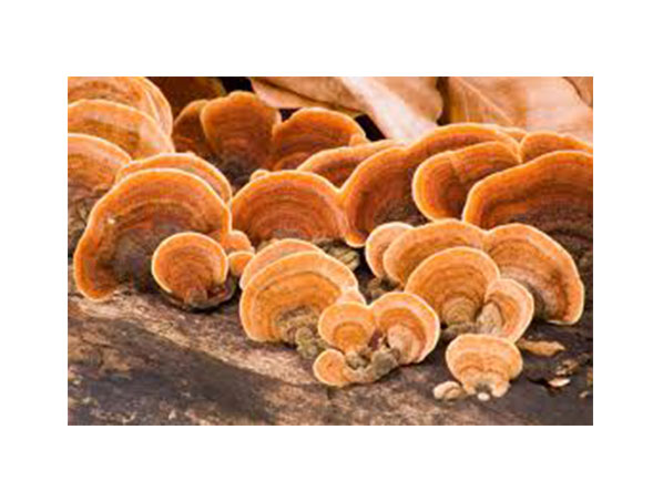 Extracto de Reishi orgánico / Extracto de Reishi