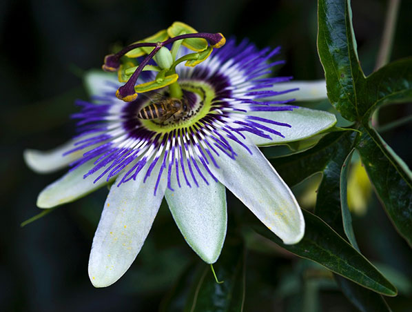 Extracto de flor de la pasión