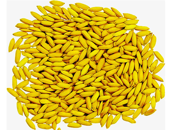 Extracto de salvado de arroz