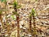 Extracto de Trans-Resveratrol/Polygonum Cuspidatum