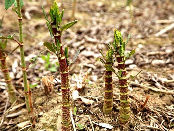 Extracto de Trans-Resveratrol/Polygonum Cuspidatum