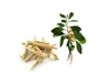 Extracto de Ashwagandha