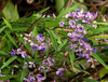 Extracto de algodoncillo siberiano