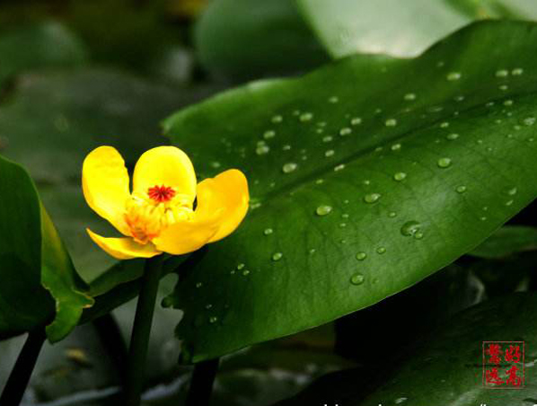 Extracto de raíz de Nuphar Pumilum