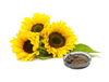 Extracto de girasol