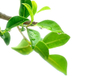Polvo de té verde instantáneo