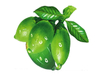 Extracto de nuez de areca, Semen arecae