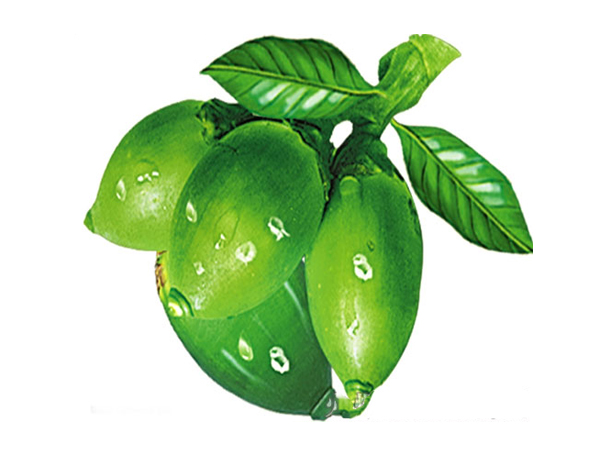 Extracto de nuez de areca, Semen arecae