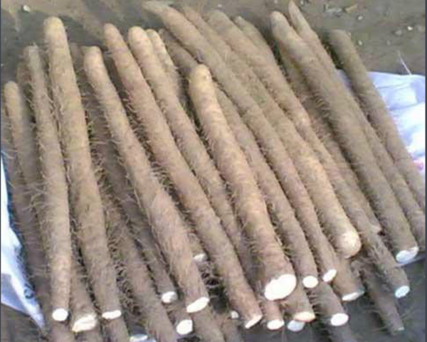 &Ntilde;ame salvaje