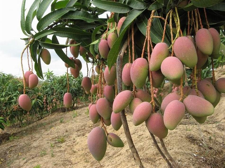 Semilla de mango africano-3