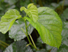 Extracto de hoja de morera