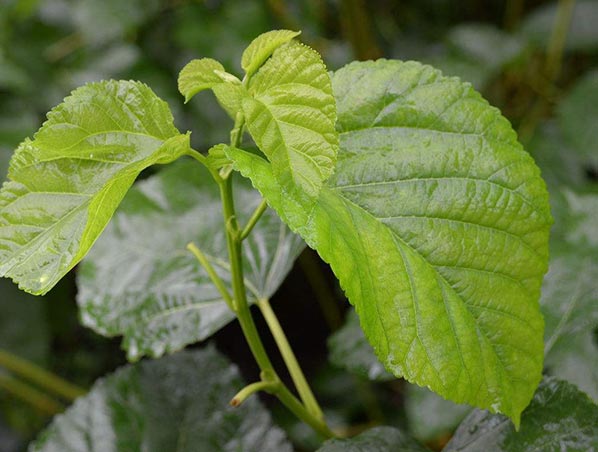 Extracto de hoja de morera