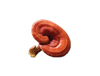 Extracto de Reishi orgánico / Extracto de Reishi