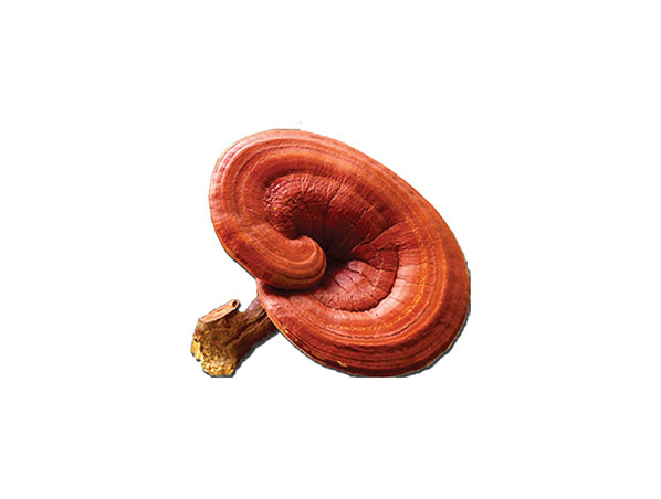 Extracto de Reishi orgánico / Extracto de Reishi