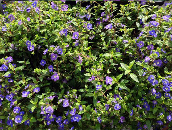 Extracto de Coleus Forskohlii