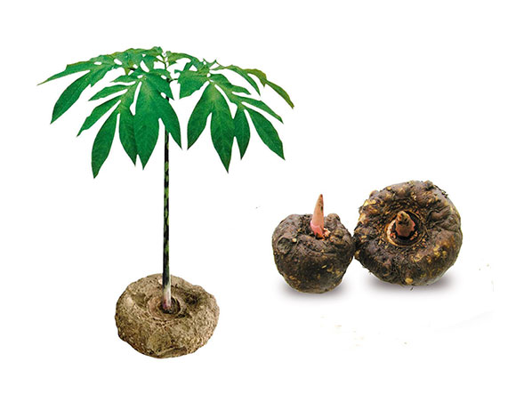 Extracto de konjac