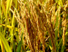 Extracto de salvado de arroz
