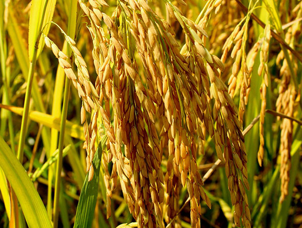 Extracto de salvado de arroz