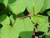 Extracto de Trans-Resveratrol/Polygonum Cuspidatum