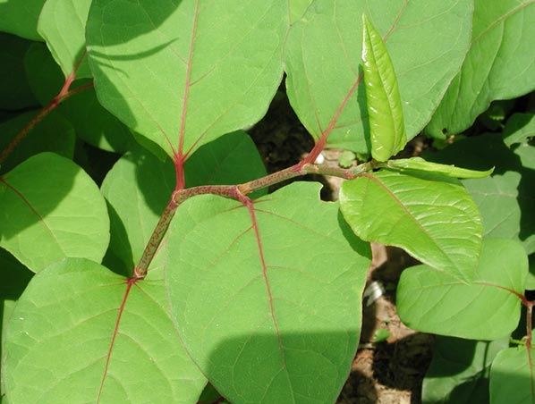 Extracto de Trans-Resveratrol/Polygonum Cuspidatum