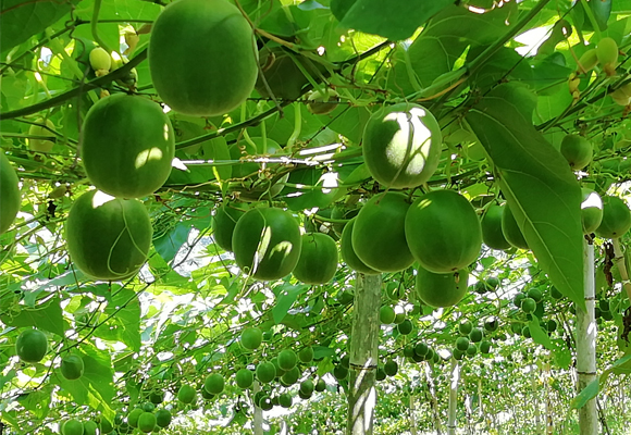 fruta del monje