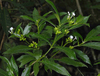 Extracto de Rauwolfia Serpentina