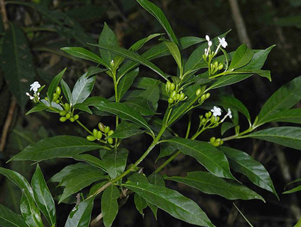 Extracto de Rauwolfia Serpentina