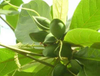 Extracto de Terminalia Bellerica