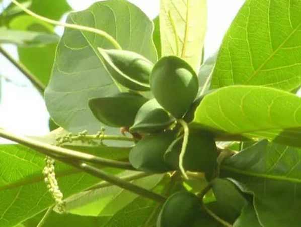Extracto de Terminalia Bellerica
