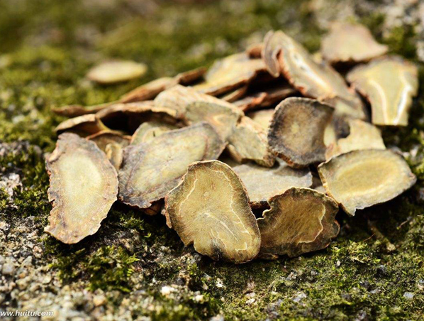 Extracto de raíz de Panax Notoginseng